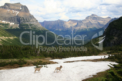 Bighorn sheep Glacier National Park