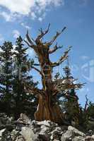 Ancient bristlecone pine