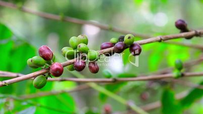 fresh coffee seeds on tree