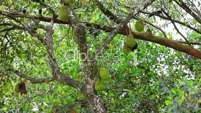jackfruit on tree in nature