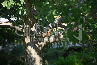 Red squirrel camouflaged in oak tre