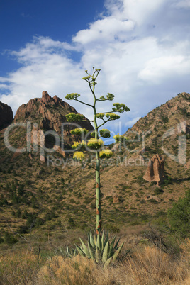 Blooming Agave Century Plant