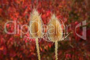 Teasel with autumn colors