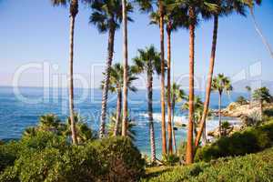 Palms and Seashore, California