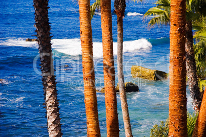 Palms and Seashore, California