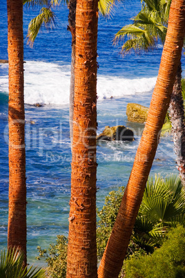 Palms and Seashore, California
