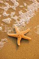 Starfish on the Beach