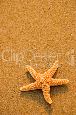 Starfish on the Beach