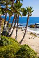 Palms and Seashore, California USA