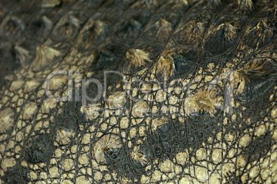 Crocodile Skin Texture