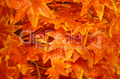 Colorful Autumn Leaves