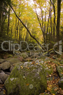 Moss & Autumn Scenic, East Tennesse