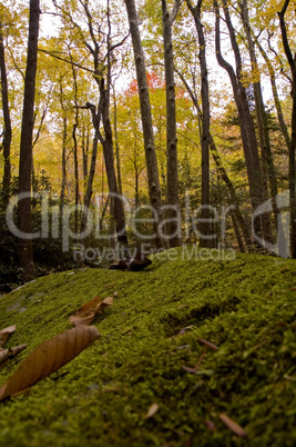 Moss & Autumn Scenic, East Tennesse