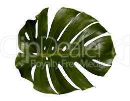 Palm Leaf