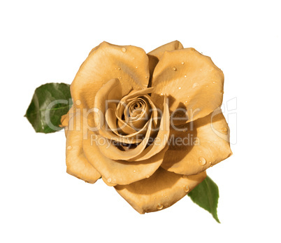 Yellow Rose