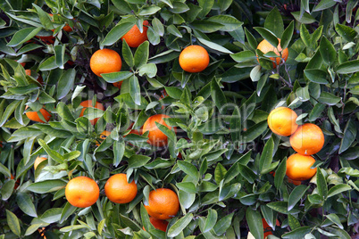 Spain. Orange Tree