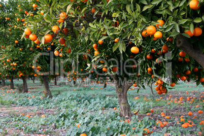 Spain. Orange Grove
