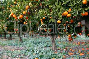 Spain. Orange Grove
