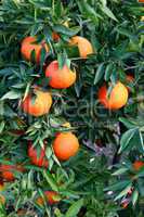 Spain. Orange Tree