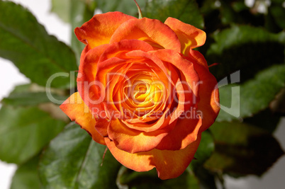 Orange Rose