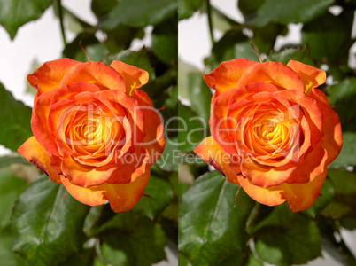 Orange Rose Stereo Photo