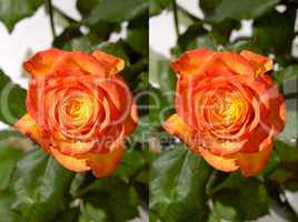 Orange Rose Stereo Photo