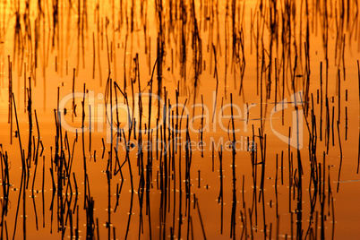 Scotland. Reeds at Sunset