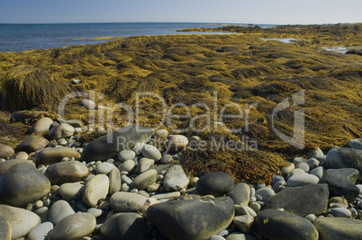 Seaweed, Shoreline, Nova Scotia