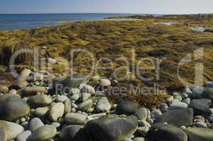 Seaweed, Shoreline, Nova Scotia