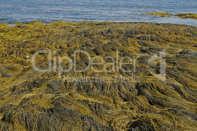 Seaweed, Shoreline, Nova Scotia