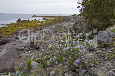 Cap Auguet Eco-Trail, NS