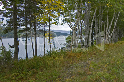 Birch Trees, Nova Scotia