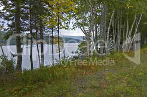 Birch Trees, Nova Scotia