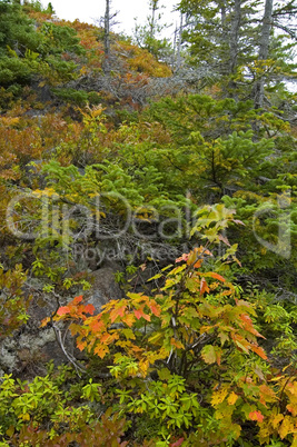 Cape Breton Highlands Nat Park