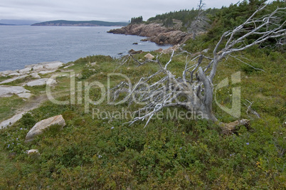 Rocky Shoreline, Cape Breton