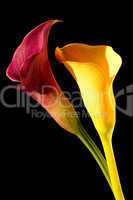 Stock Photograph Of Two Calla Lilie