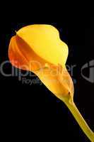 Stock Photograph Of A Yellow Calla