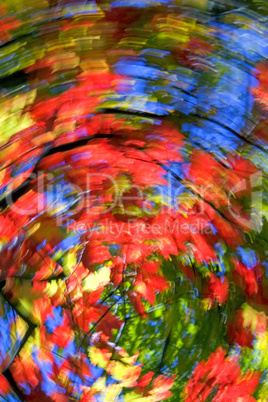 Stock Photograph Of Maple Trees In