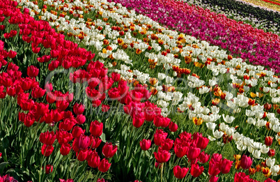 Stock Photograph Of A Field Of Tuli