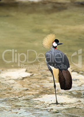 East African Crowned Crane