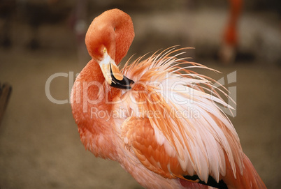 Flamingo