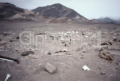 Desecrated Nazca Graveyard