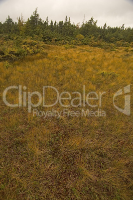 French Mountain Bog, Cape Breton