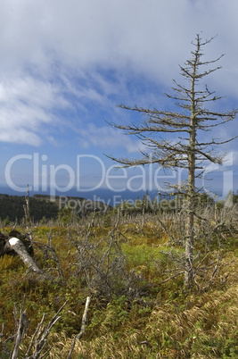 Scenic Vista, Skyline Trail, NS