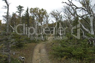 Skyline Trail, Cape Breton Highland