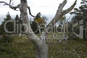 Vista, Skyline Trail, Nova Scotia