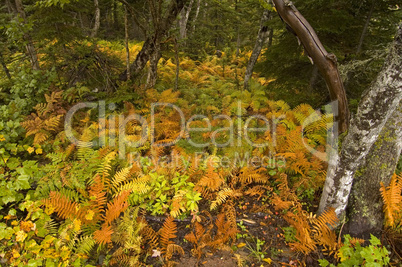 Ferns, Cape Breton Highlands NP