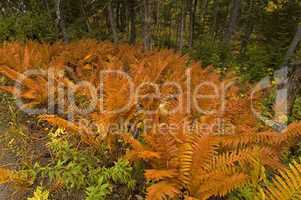 Ferns, Cape Breton Highlands NP
