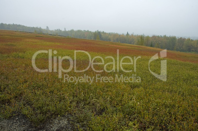 Blueberry Fields, Autumn, Maine