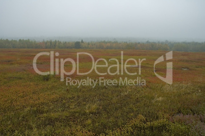 Blueberry Fields, Autumn, Maine